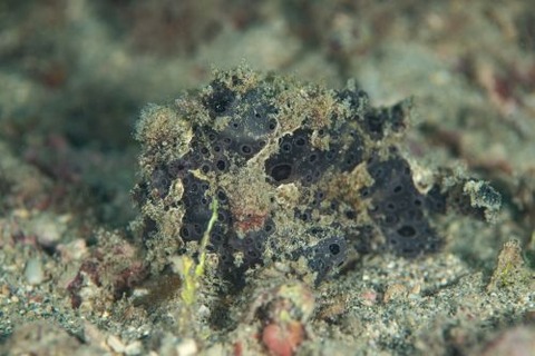 オオモンカエルアンコウ