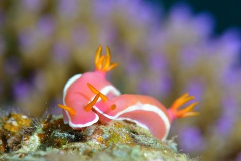 ウミウシ不明種