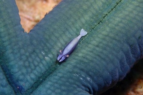 ヒトデヤドリエビ