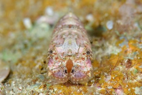 ツメナガヒメセミエビ