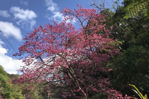 寒緋桜