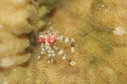 コシオリエビ科の1種