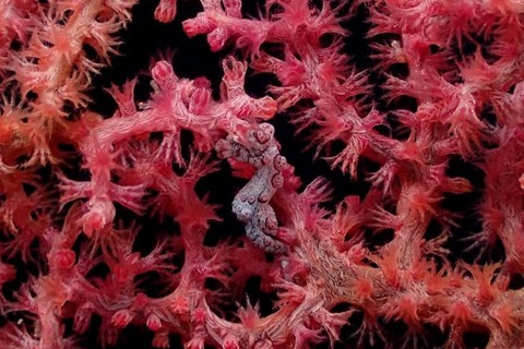 Hippocampus bargibanti