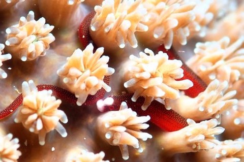 チンヨウジウオ