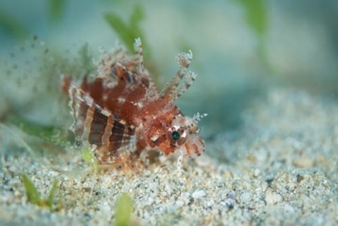 シマヒメヤマノカミ