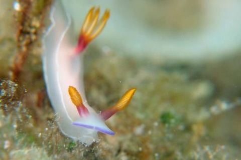 ゾウゲイロウミウシ