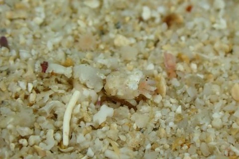 エビジャコ科の1種