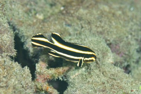 ヒレグロコショウダイ