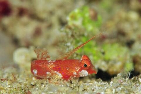 アカオビコテグリ