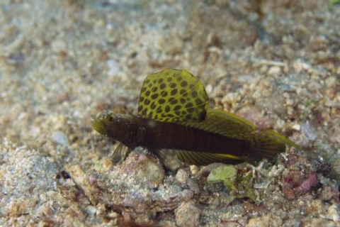 ホタテツノハゼ