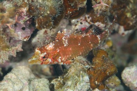 タヌキオハグロベラ