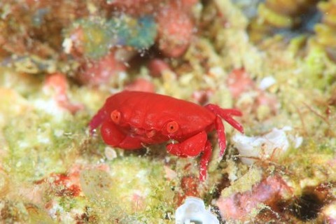 オウギガニ科の1種