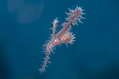 ニシキフウライウオ