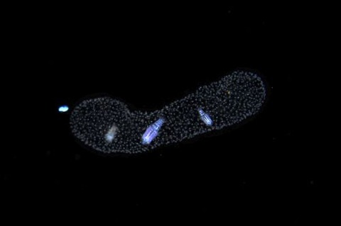 刺激的な水中生物