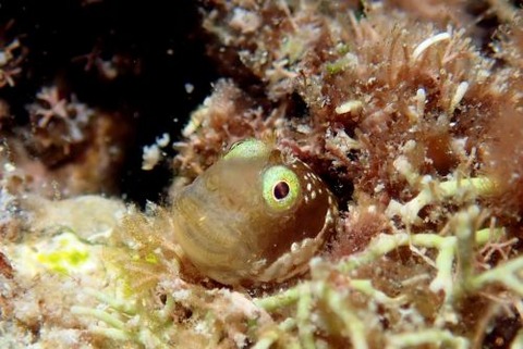 シシマイギンポ