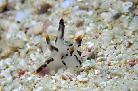 ツノザヤウミウシ