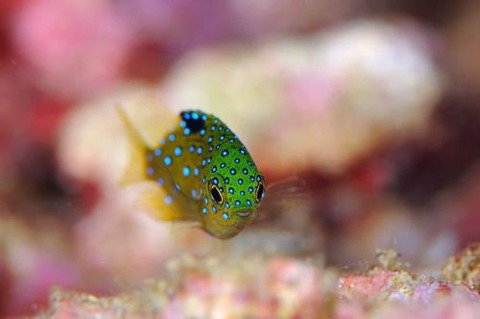 ルリホシスズメダイ