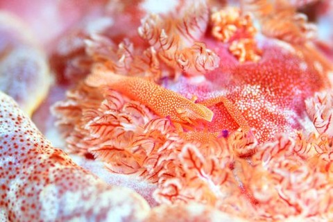 ウミウシカクレエビ