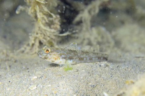 イトカケホオカギハゼ