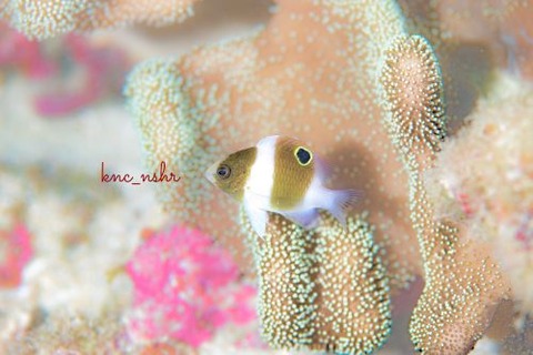 ダンダラスズメダイ