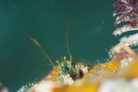 カンザシヤドカリ属の1種