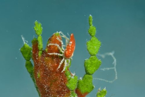 クモガニ科の1種