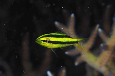 ヒレナガスズメダイ