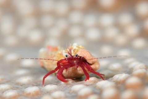 クレナイヒメホンヤドカリ