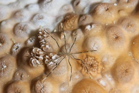 ウミグモのなかま