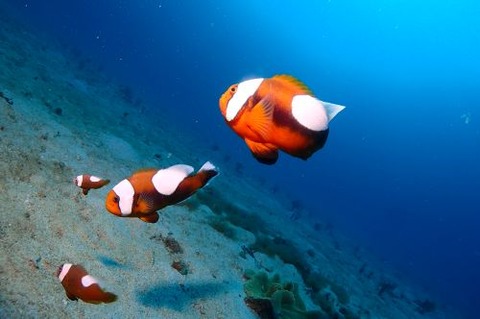 トウアカクマノミ