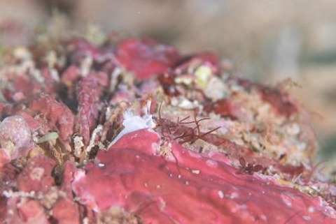 ケラマコネコウミウシ