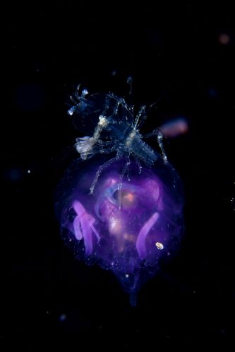 刺激的な水中生物