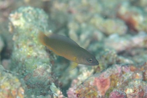 セダカニセメギス