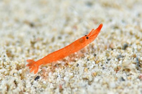 オガミテッポウエビ