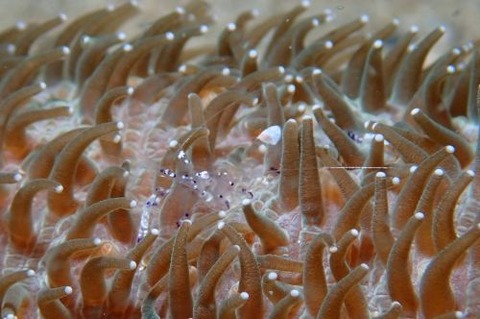 ニセアカホシカクレエビ