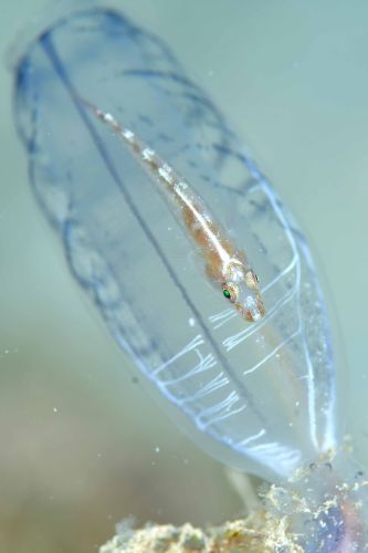ウミショウブハゼ属の1種