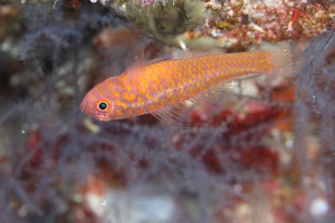 オキナワベニハゼ