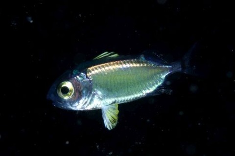 刺激的な水中生物