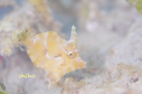 フチドリカワハギ