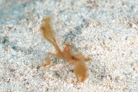 クモガニ科の1種