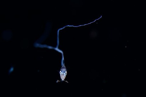 刺激的な水中生物