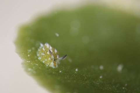 クサイロモウミウシ