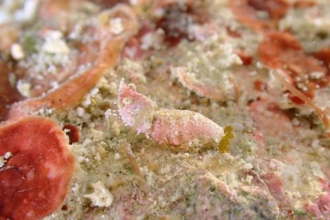 Thorella sp.