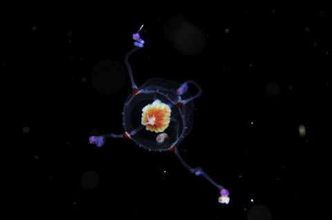 刺激的な水中生物