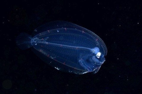 刺激的な水中生物