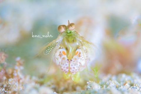 フトユビシャコモドキ属の1種