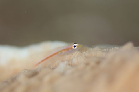 アカスジウミタケハゼ