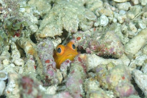 ホシカゲアゴアマダイ