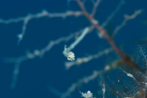 キオネミクティス・ルメンガニィ