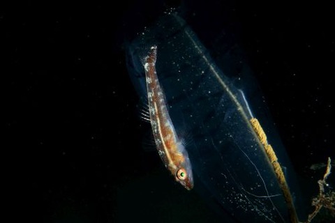 セボシウミタケハゼ